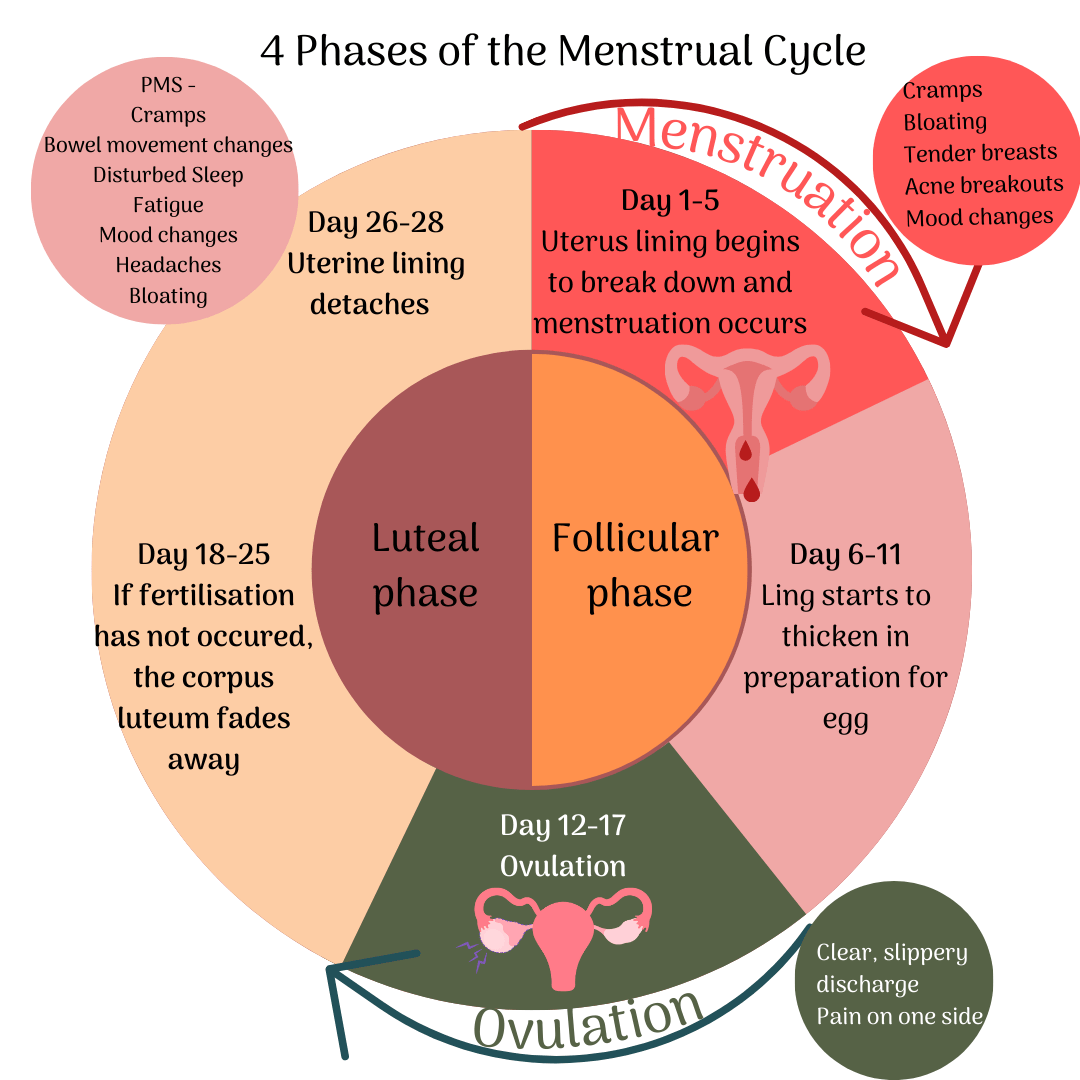 Understanding Your Menstrual Cycle: A Journey Through the Phases - Eco Period Australia