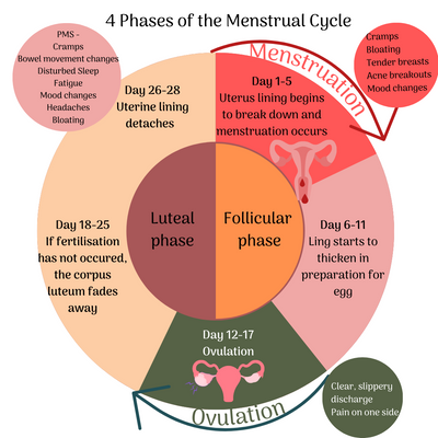 Comprendre votre cycle menstruel : un voyage à travers les phases