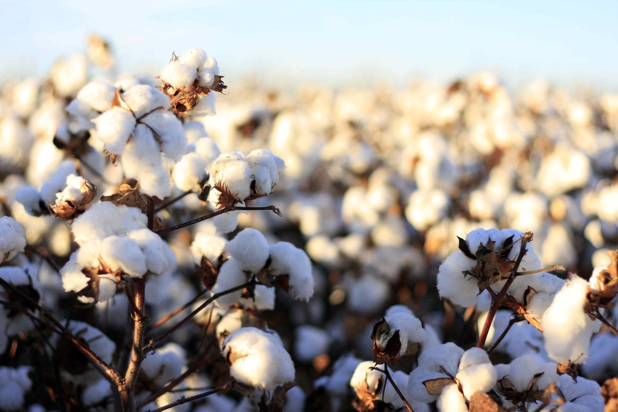 8 Reasons to Choose Organic Cotton - Eco Period Australia